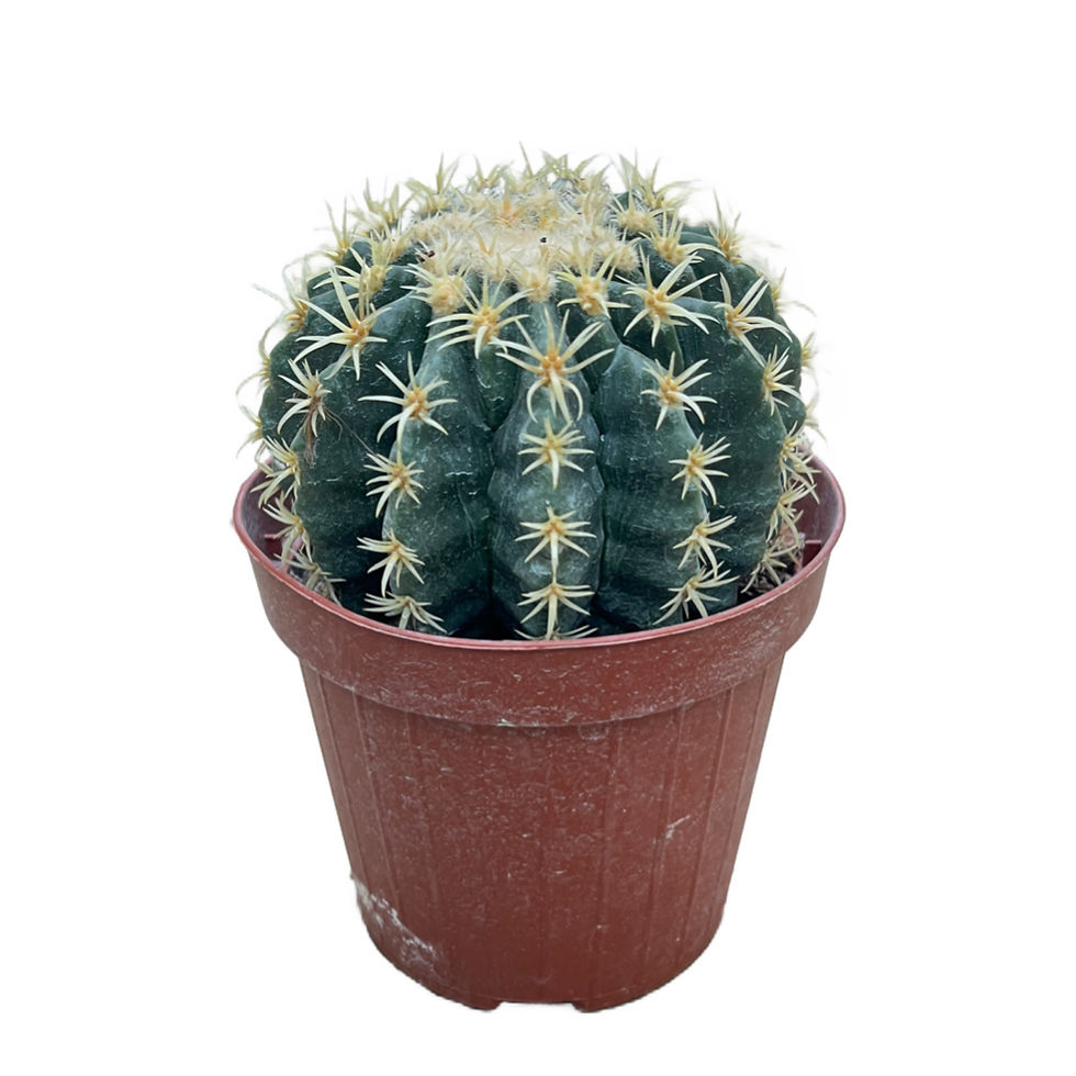 Echinocactus Grusonii 'Intermedius'