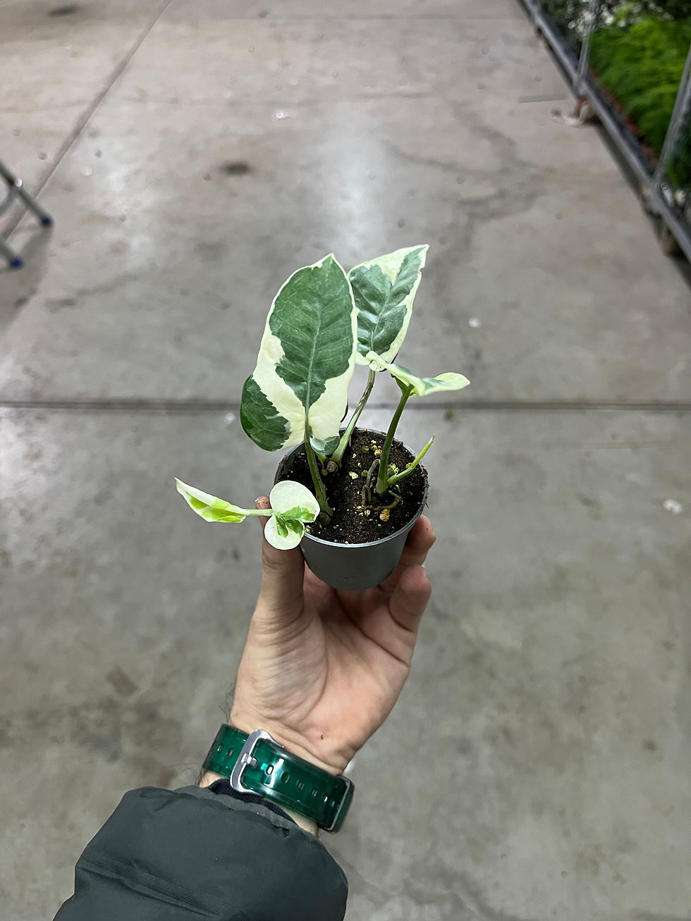 Küçük resim: Epipremnum Aureum 'N Joy' (Salon Sarmaşığı)