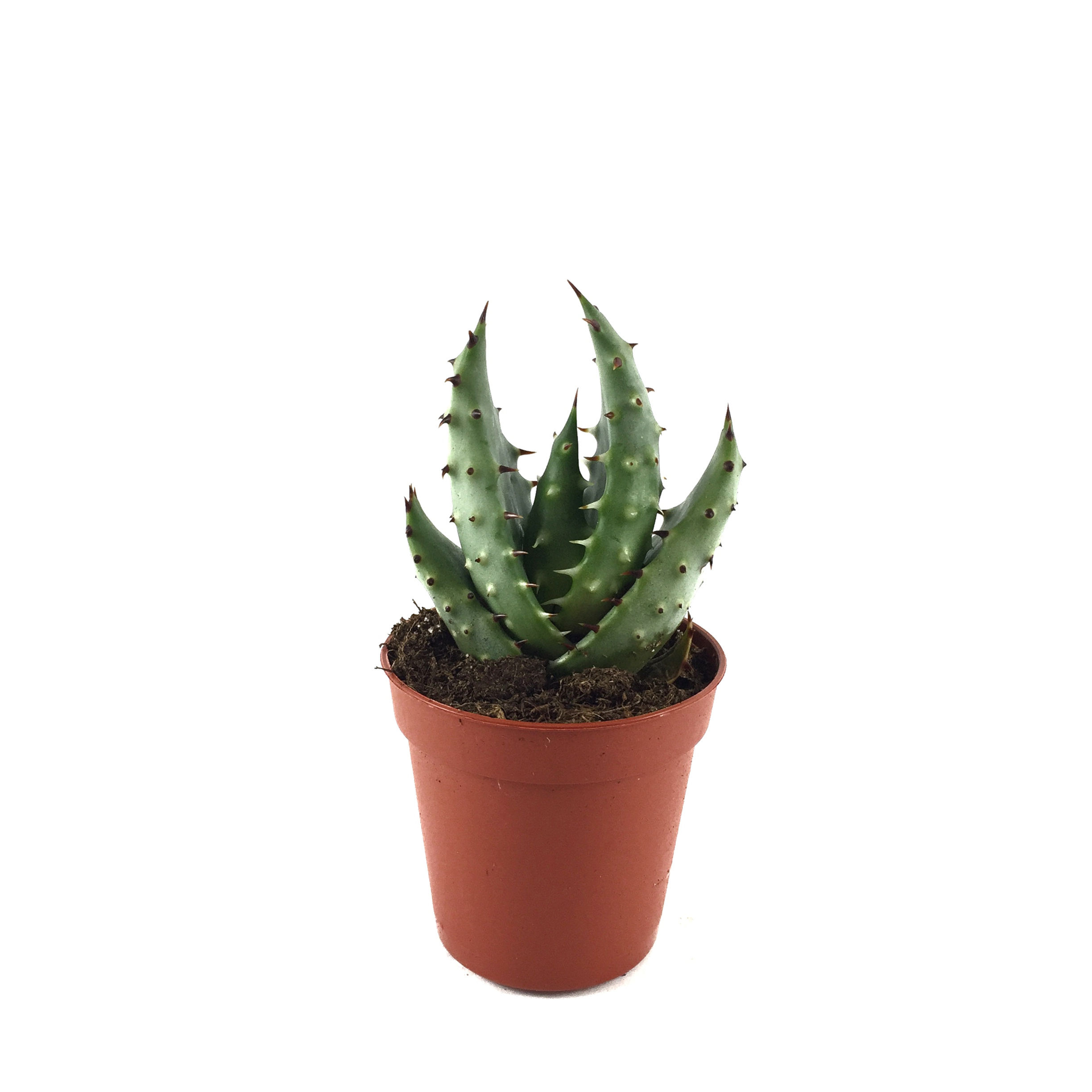 Aloe Aculeata