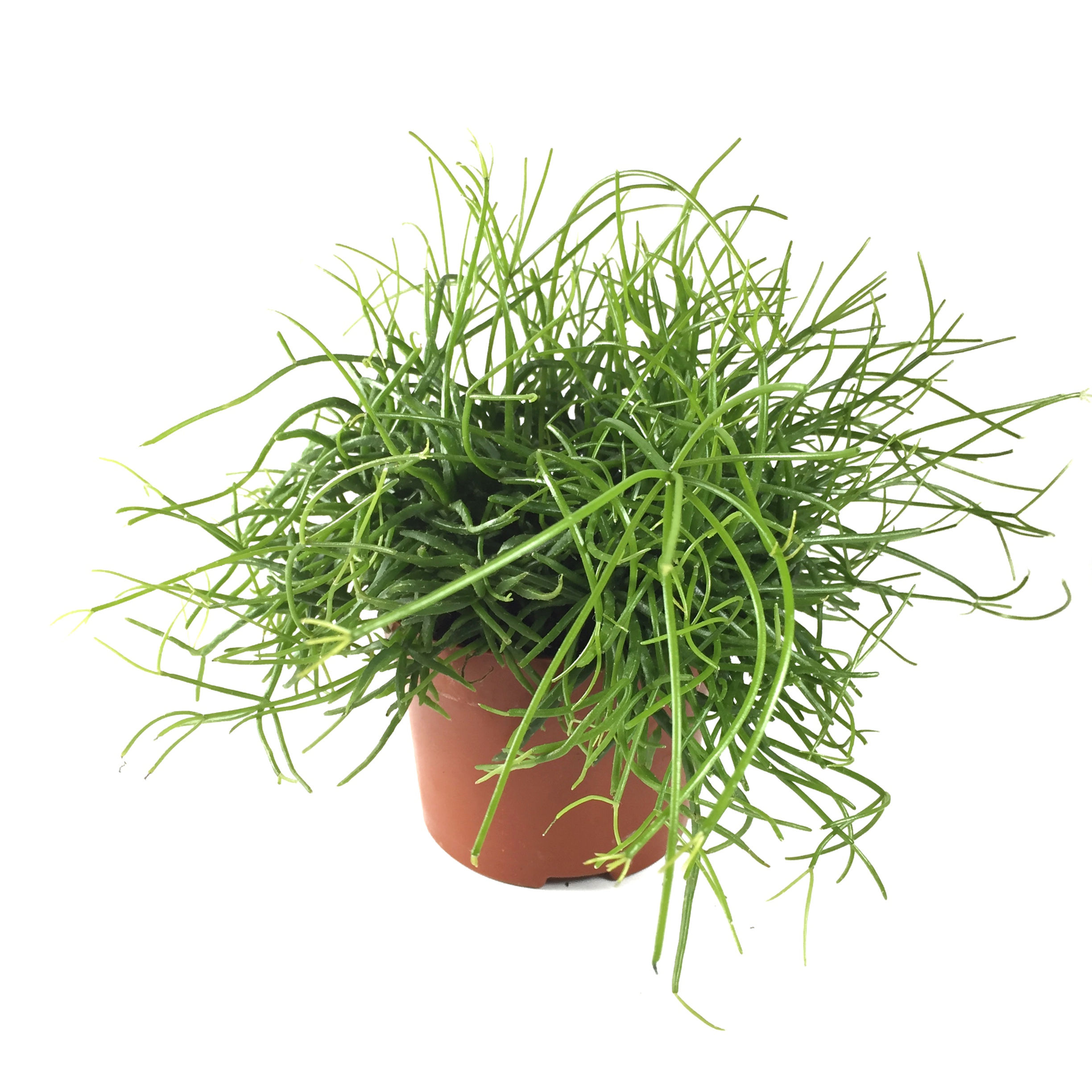 Rhipsalis Cassutha