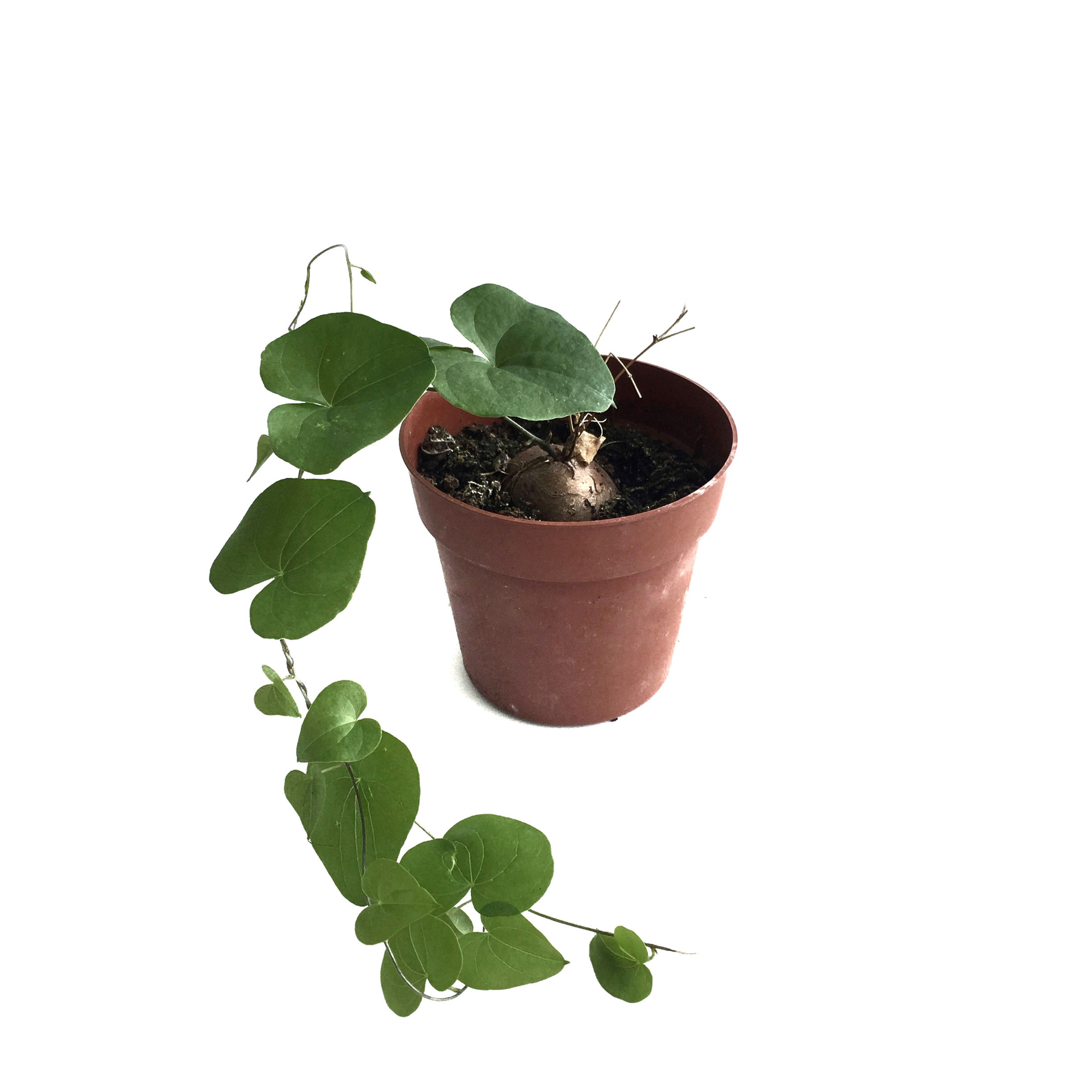 Dioscorea Elephantipes