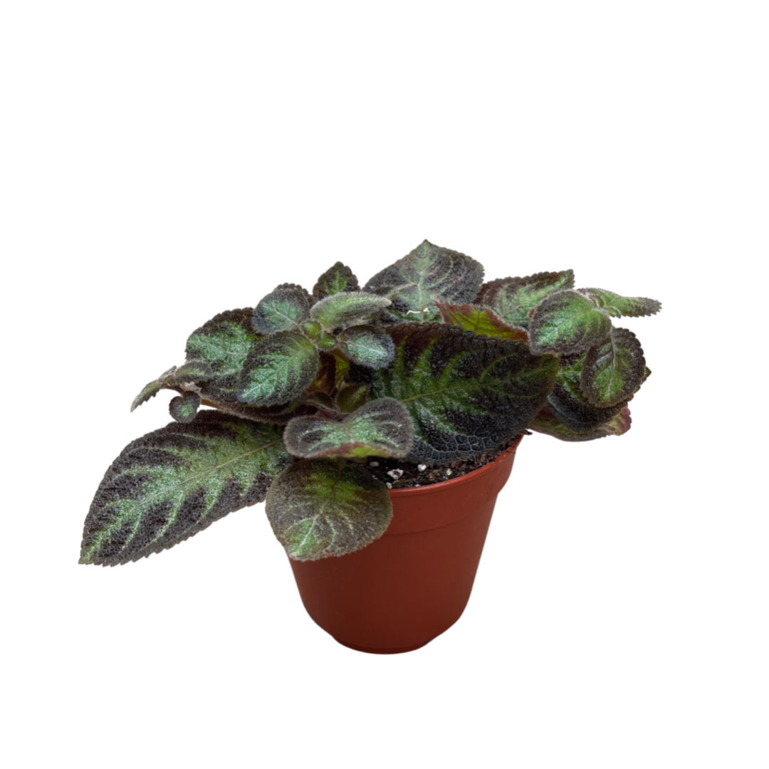 Episcia Cupreata 'Pink Panther'