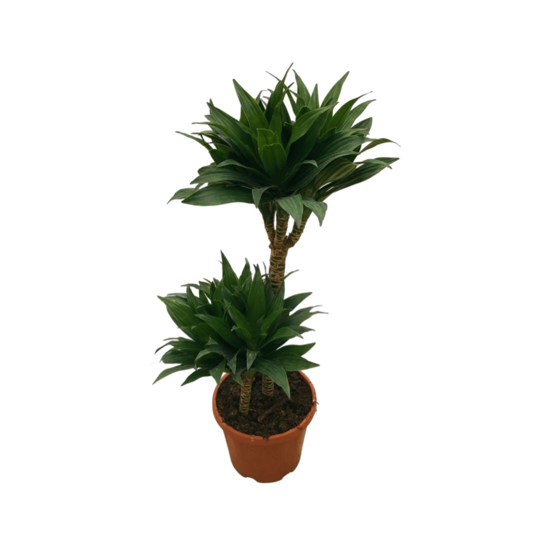 Dracaena Compacta