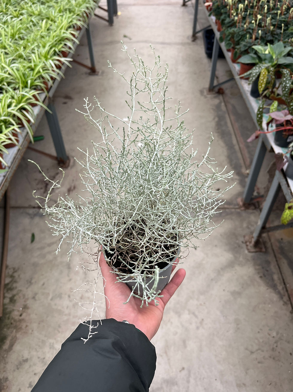 Küçük resim: Leucophyta Brownii