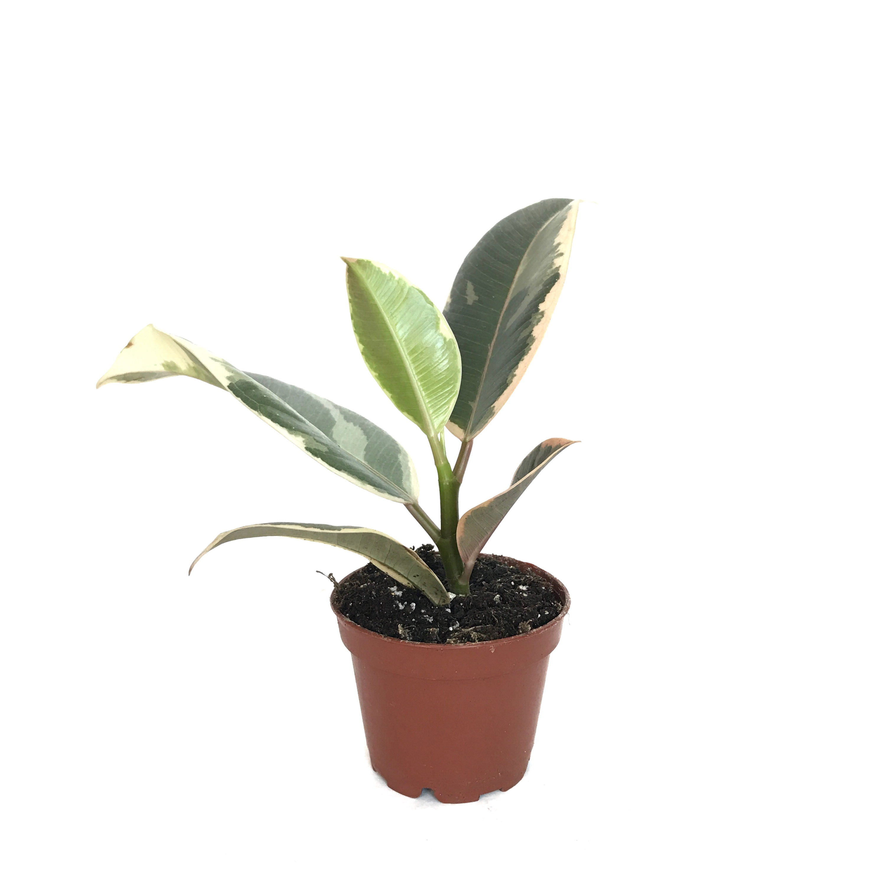 Ficus Elastica 'Tineke' (Kauçuk Çiçeği)