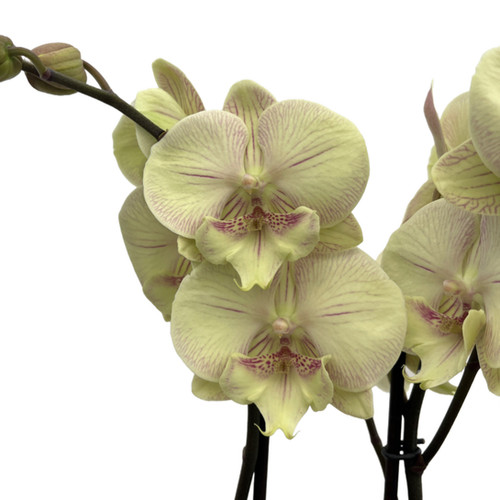 Phalaenopsis 'Turner' (Sarı Orkide) | Betonish