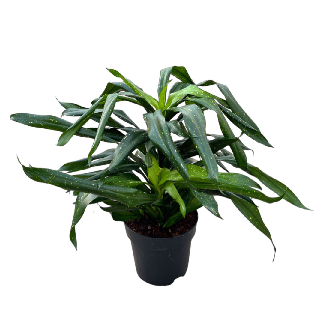 Sancaena 'Fireflies Green'