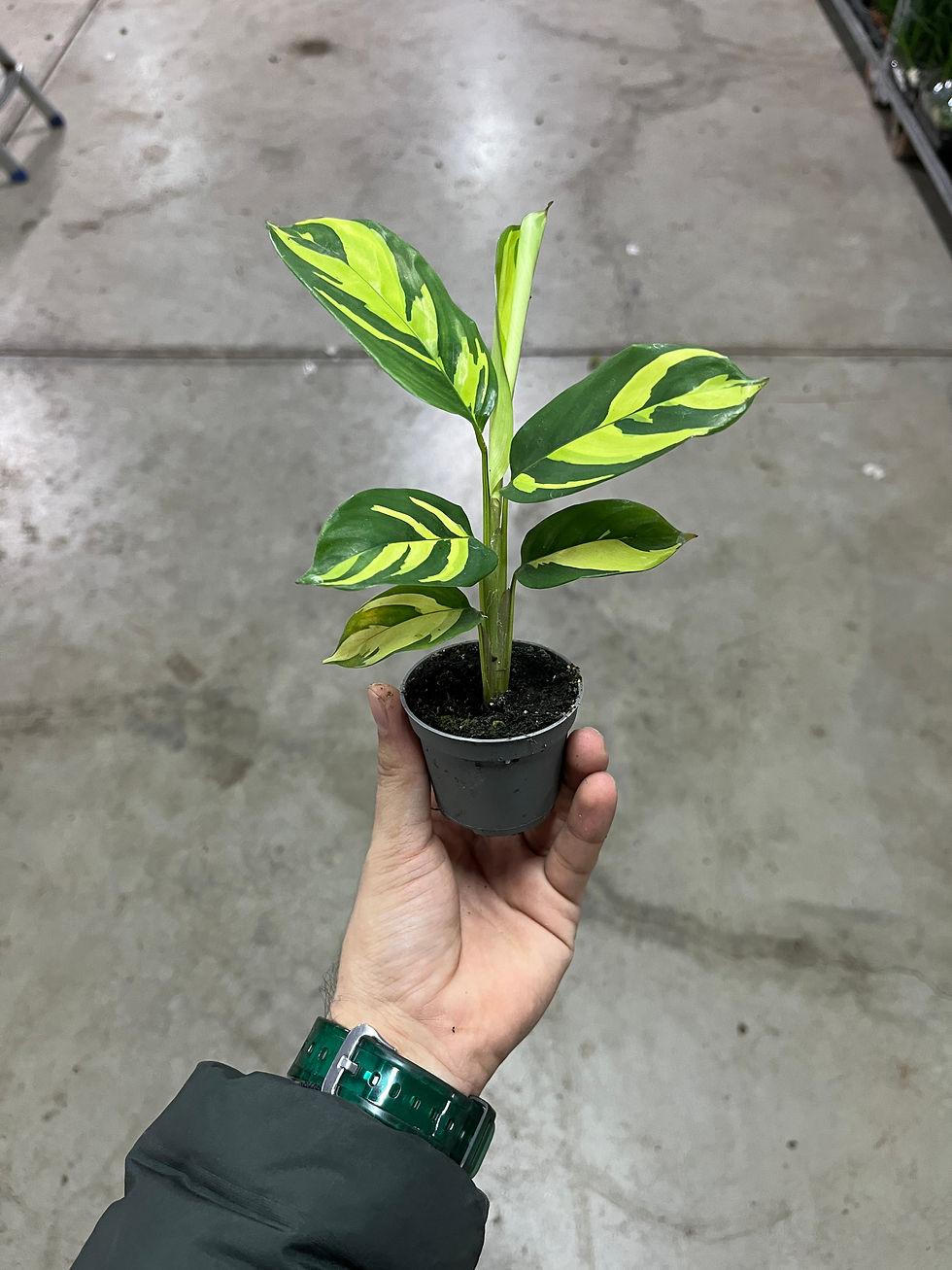 Küçük resim: Ctenanthe Lubbersiana ‘Golden Mosaic’ (Dua Çiçeği)