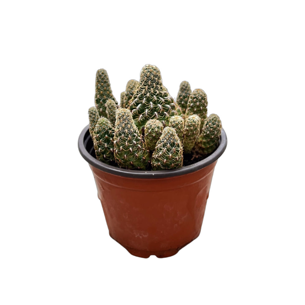 Sulcorebutia Taratensis 'Minima'