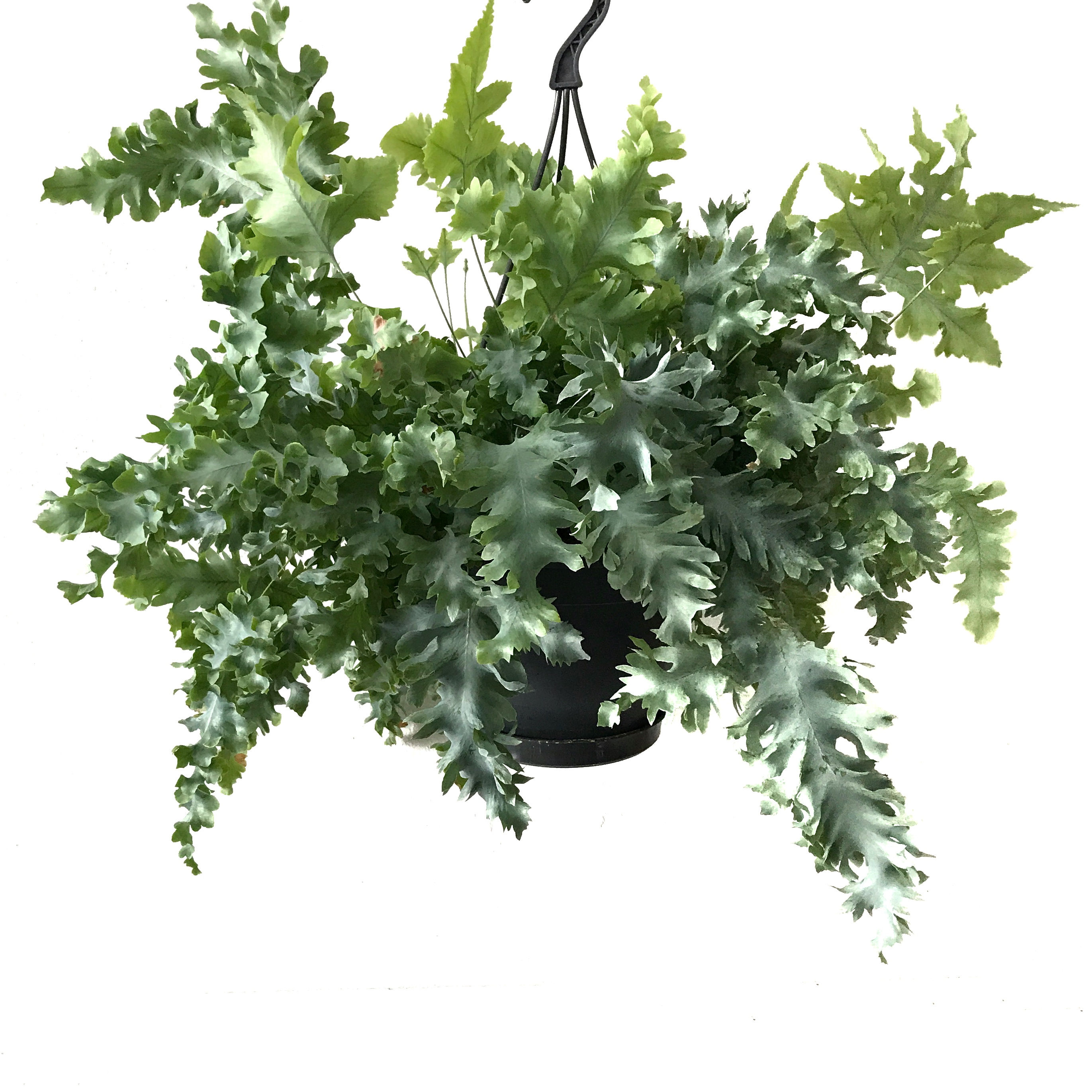 Phlebodium Aureum 'Davana' (Eğrelti Otu)