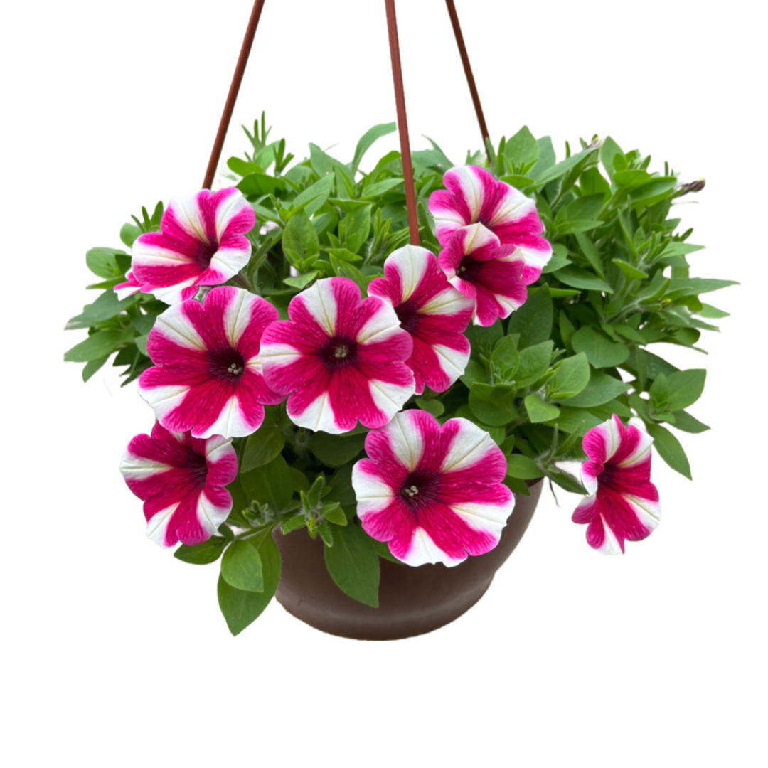 Petunia Hybrida (Pembe Beyaz Çizgili)
