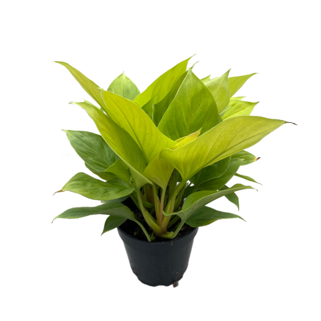 Homalomena Rubescens 'Lemon Lime'