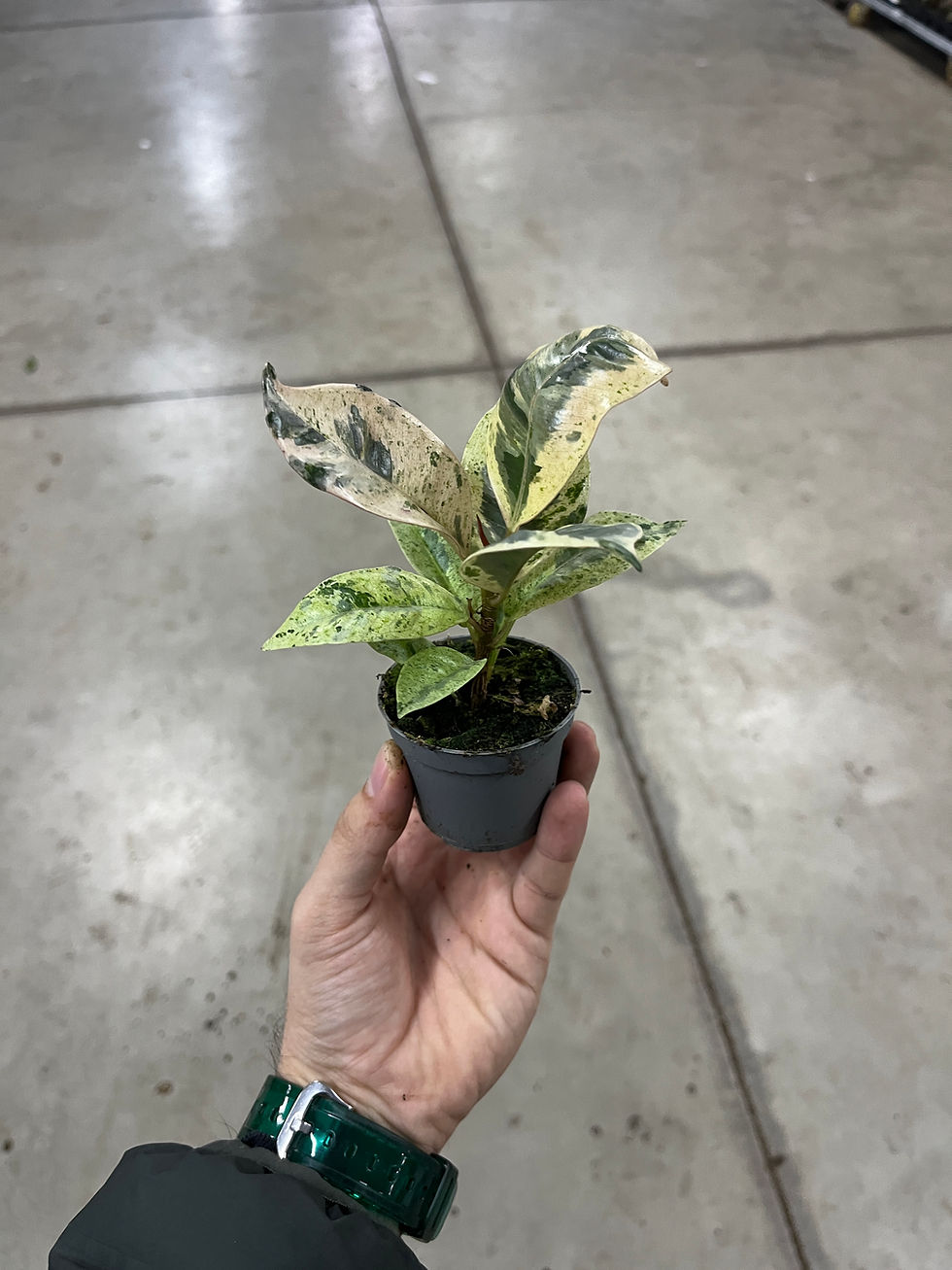 Küçük resim: Ficus Elastica 'Shivereana' (Kauçuk Çiçeği)