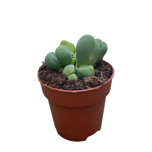 Conophytum Mıx | Betonish
