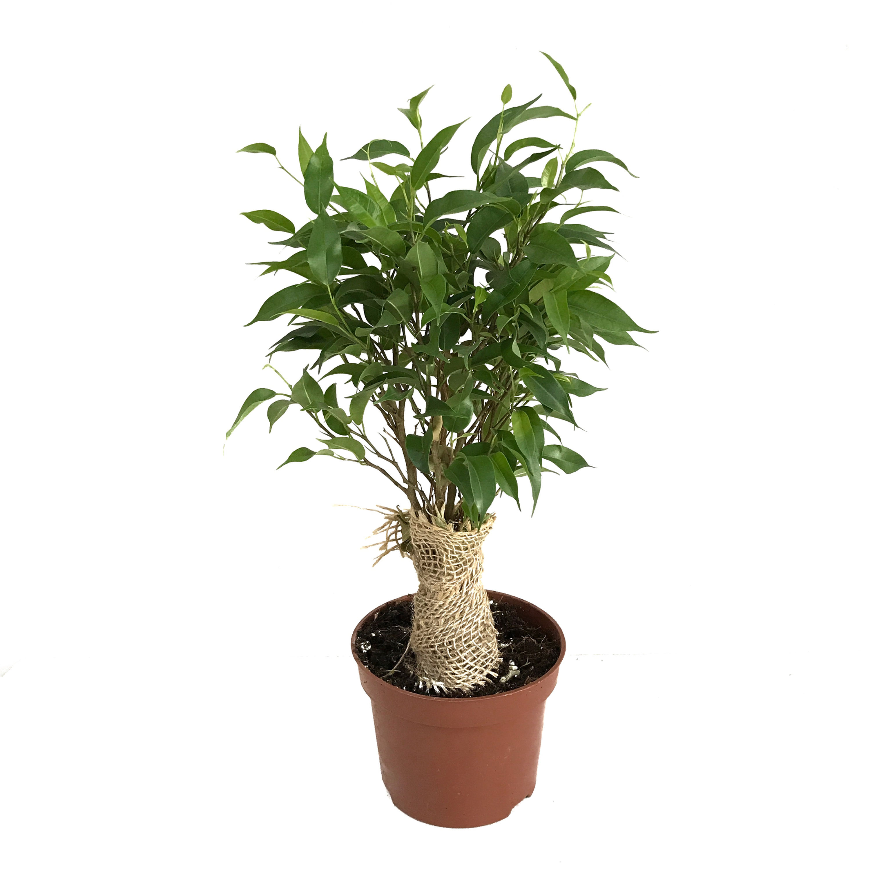 Ficus Benjamina 'Natasja' (Kağuçuk Çiçeği)