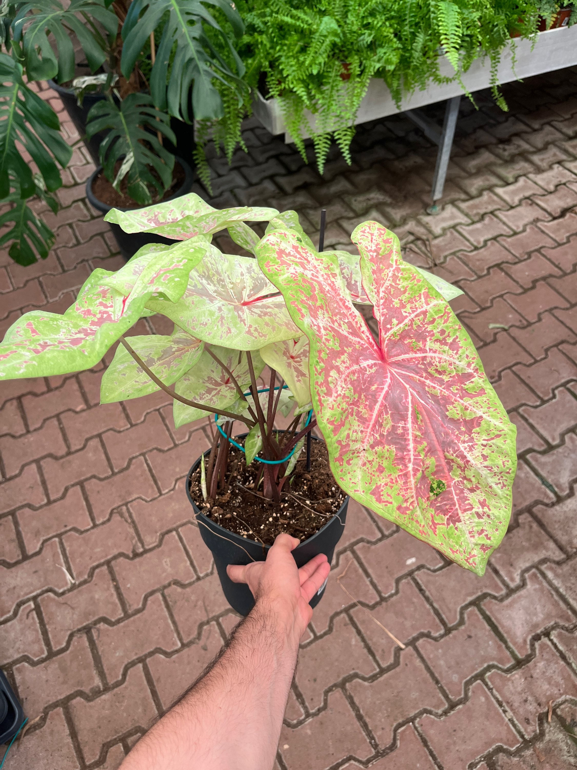 Caladium 'Sea Foam Pink'