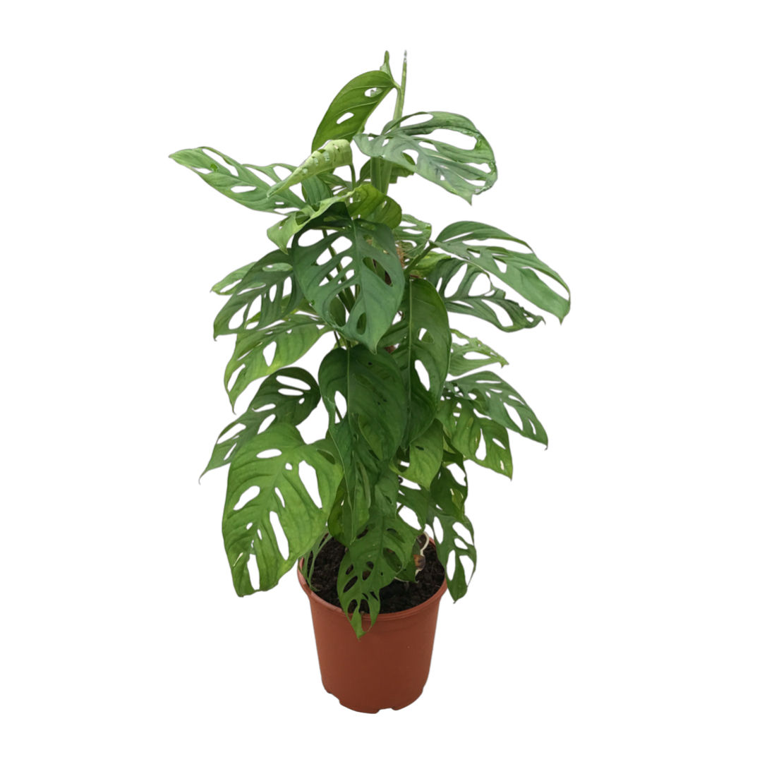 Monstera Adansonii