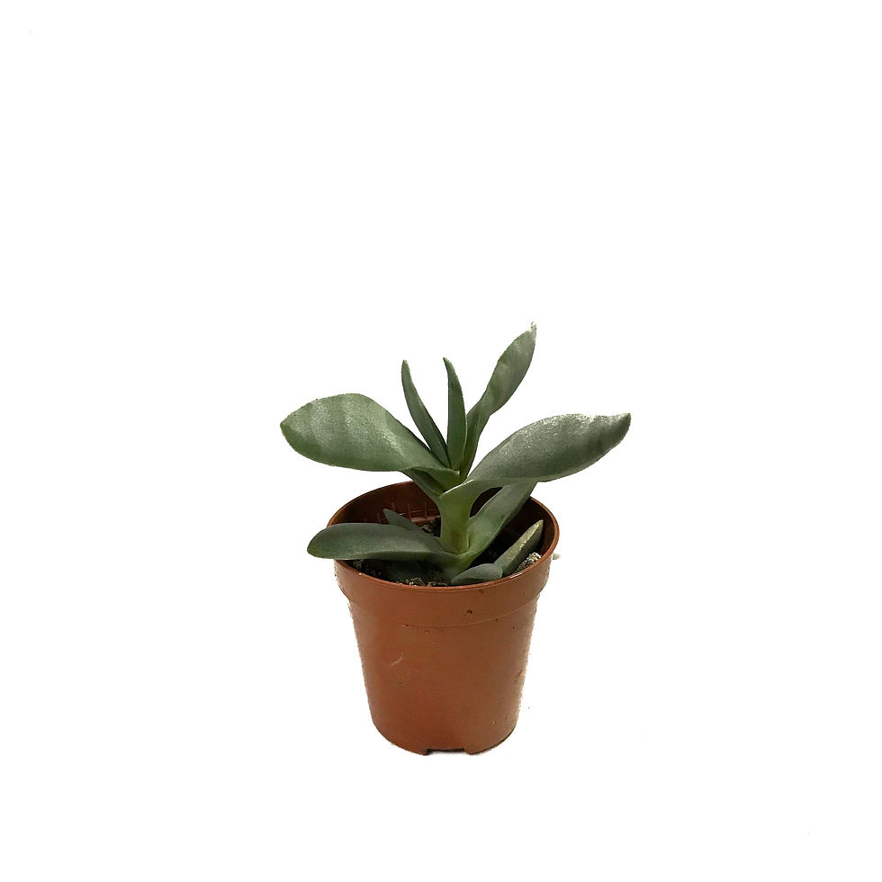 Rochea Falcata 'Boomerang Blue'