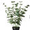 Thumbnail: Eucalyptus in pot 