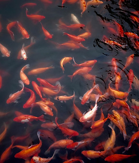 Gold-Fische im Wasser