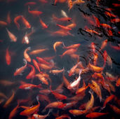 Astrology for February 20-26 2025