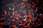 Gold Fish in Water