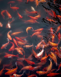 Gold Fish in Water