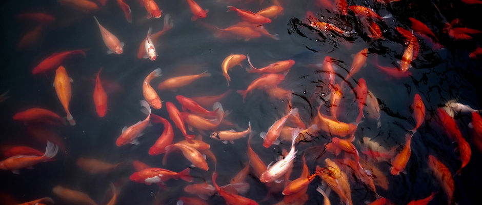Gold Fish in Water