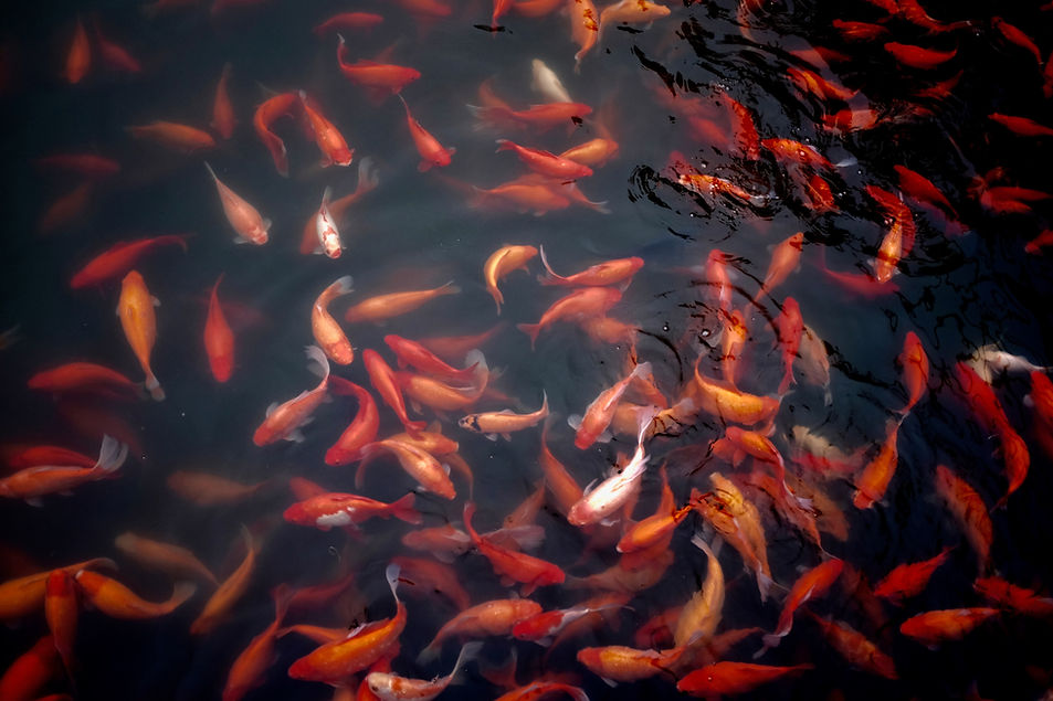 Gold Fish in Water