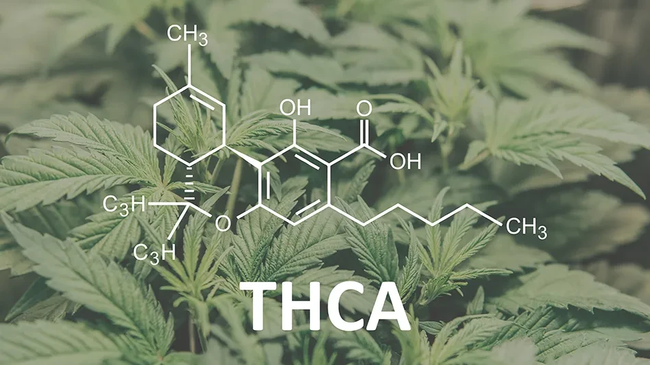 The Farm Bill Loophole THCA vs. THC and Its Impact on the Cannabis