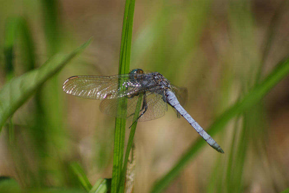 Orthetrum Coerulescens_V. Bourgoin