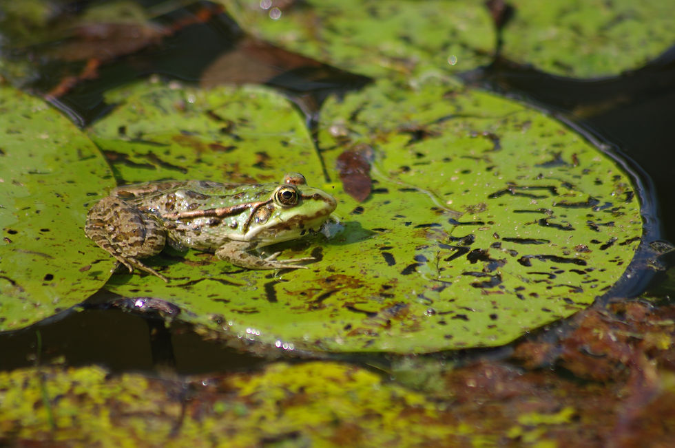 Grenouille Verte_F. Biamino
