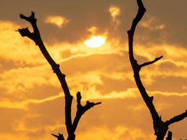 Sun above dead trees