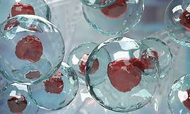 stem cell.jpg