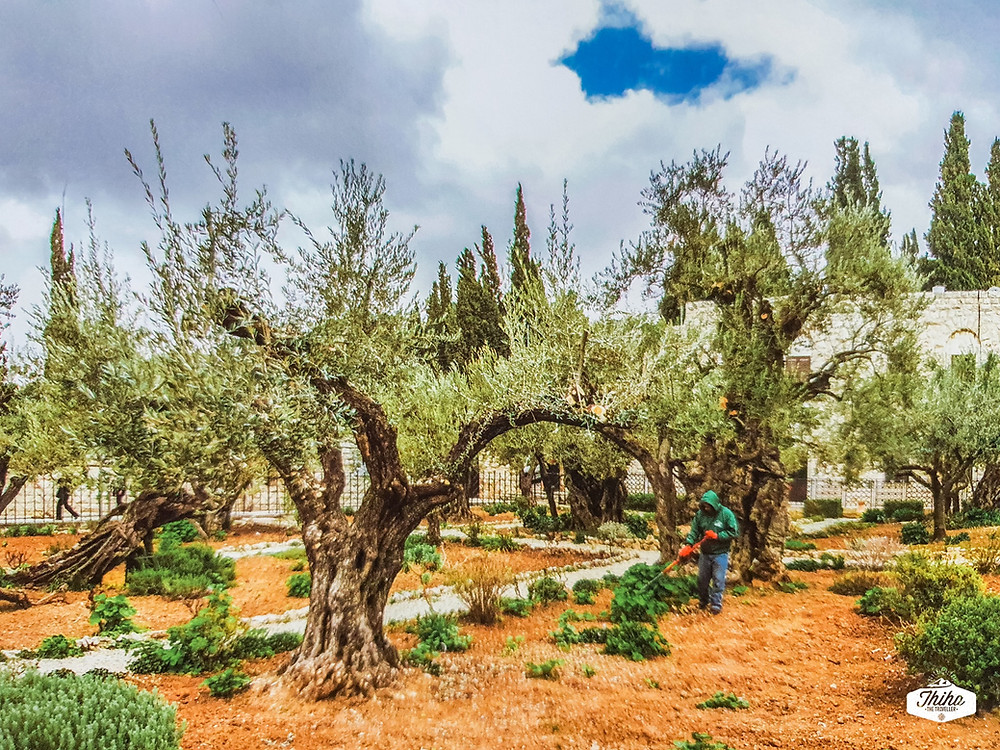 The Garden of Gethsemane, Jerusalem
