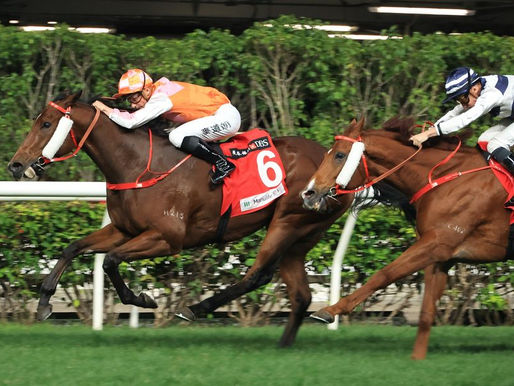 喜蓮勇感一枝獨秀 