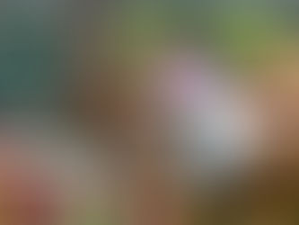 仁仁之寶連捷在望