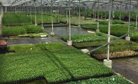 inside a greenhouse plant grow area crews hill enfield north london