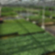 nursery growing plants crews hill enfield north london golden mile