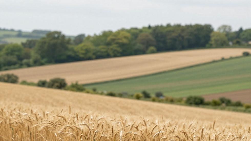 image of a field