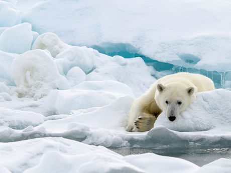 Arktis im Wandel – Eisbären unter Druck