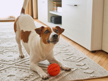 Hunde verstehen Wörter: Neue Erkenntnisse aus der Forschung