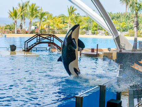 Morgan der Orca: Die Geschichte eines vergessenen Wals