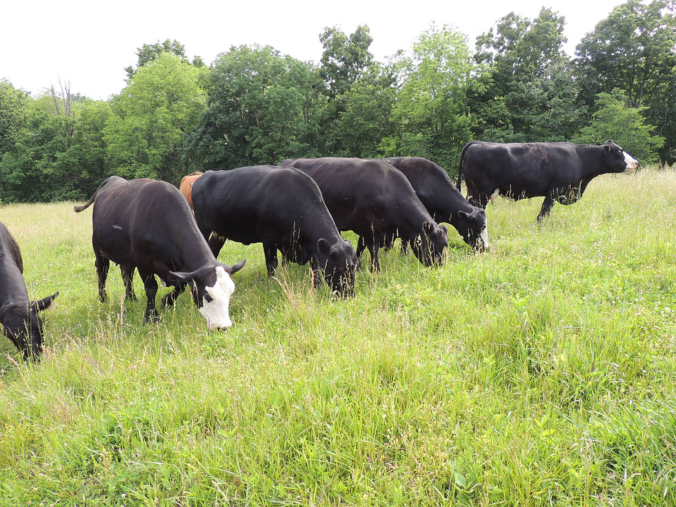 seven cows grazing on hilside