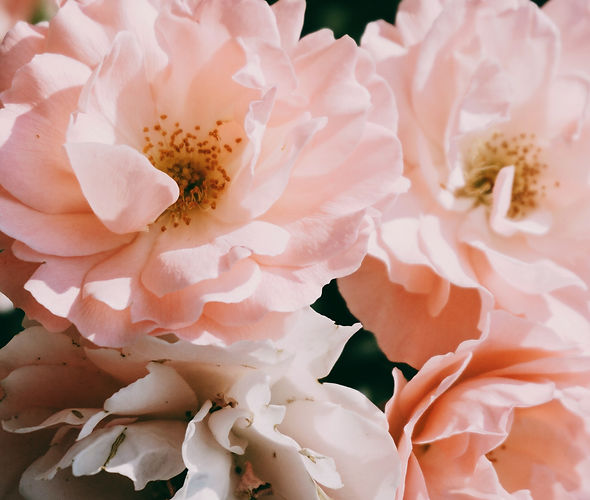 marina-reich-6Xz7oFdVXsg-unsplash_edited.jpg