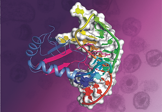 Center of Excellence in RNA Research and Therapeutics