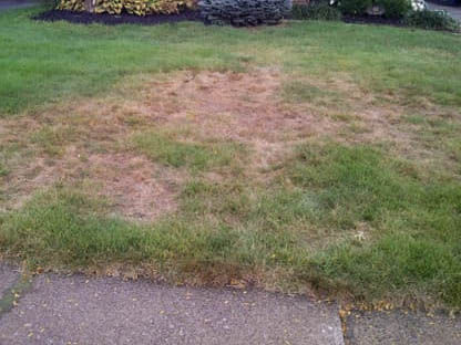       RESEEDING YOUR LAWN AFTER A GRUB INFESTATION