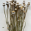 Thumbnail: Poppy Seed heads (Medium/large 60-80cm 7-12 stems, 25  seed heads min.