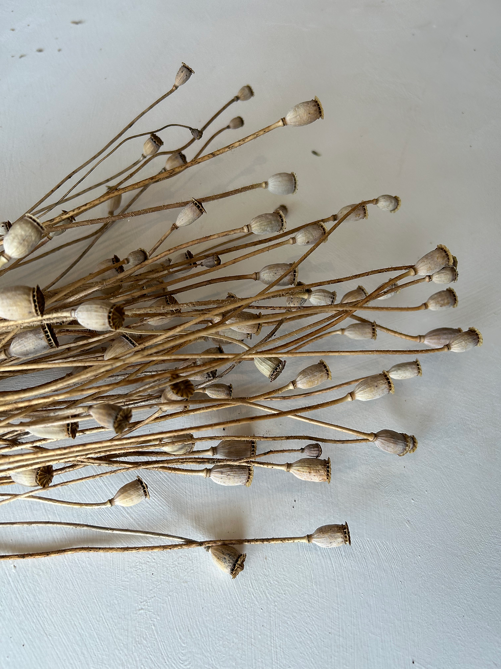 Thumbnail: Poppy (Small) 40-70cm, 75 seed heads, 50stems approx 