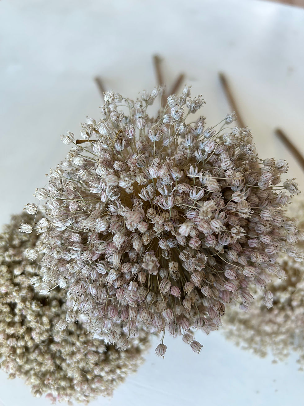 Thumbnail: Allium 1 stem
